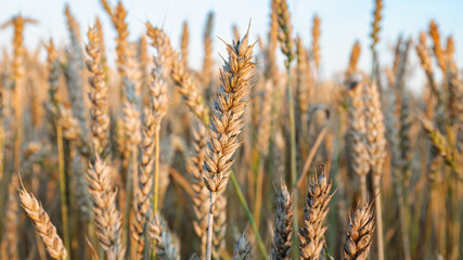 beautiful blooming summer flowers and plants give an indescribable feeling of warmth and Sunny days