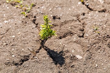 A green sprout sprouts from dry, cracked earth. Global warming concept.