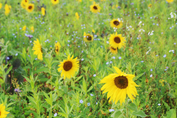 Obraz premium Sunflower field in Baden-Wurttemberg, Germany 