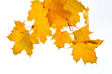 Beautiful golden maple leaves in autumn, selective focus