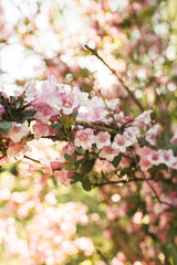 Blooming cherry / apple tree flowers. Natural summer floral composition