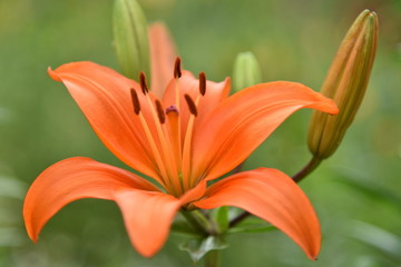 オレンジ色のユリの花