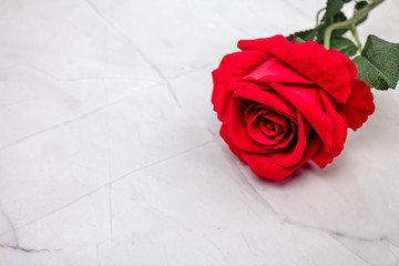 red rose on marble background