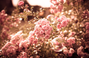 Seifenblasen vor Rosen