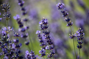 summer herb lavender flower growing in the garden
