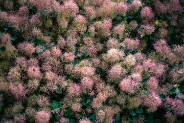 Delicate pink Smoke Tree flowers