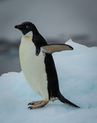 Fototapeta premium Adelie penguin (pygoscelis adeliae)