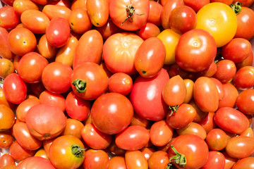 収穫した不揃いのトマト　夏野菜