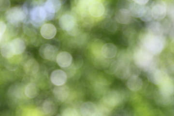 Fototapeta premium the greenery of nature which is in a state of obscurity with light