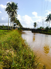 Obraz premium Nature long lake with coconut trees at bank and floating ducks in it.