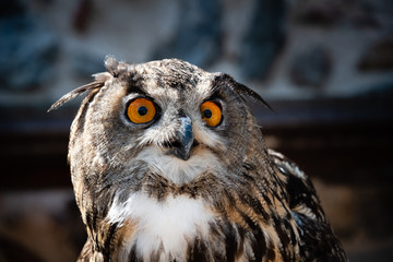 Close-up on a Great horned owl