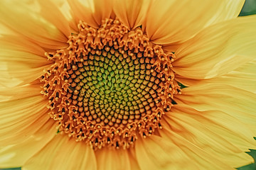  yellow sunflower flower close-up forming a natural background