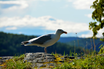 Möwe auf einem Felsen in Drøbak, Seemöwe, Sommer in Drobak am Oslofjord in Norwegen