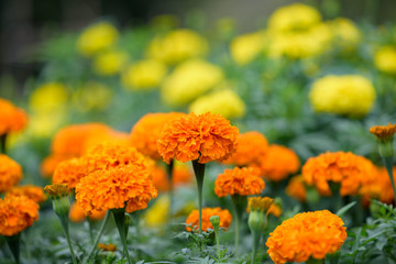 Orange marigold flowers in the garden