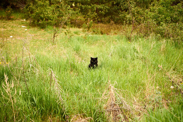 czarny kot w trawie ,kot , trawa ,łąka 