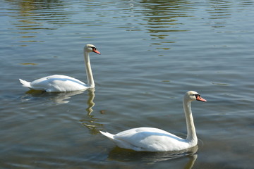swans on the lake