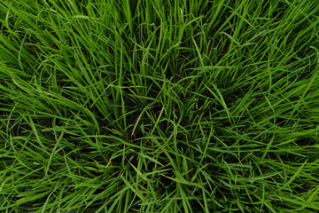 A top view of a irrigated field, texture and background. Green field background.