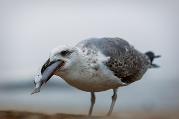 Obraz premium seagull on the rock