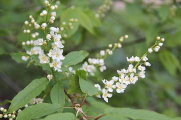  Blooming apple tree, small white flowers on a blurred background. Beautiful delicate photo of flowers for summer mood. Stock photo for web and print with empty space for text and design.