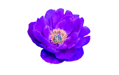 Naklejka premium blue peony flower isolated on white background
