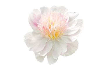 Fototapeta premium white peony flower isolated on white background