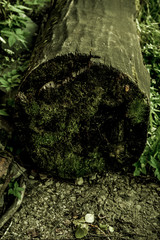 Moss growing on an old log in the middle of the woods. Closeup macro in the spring.