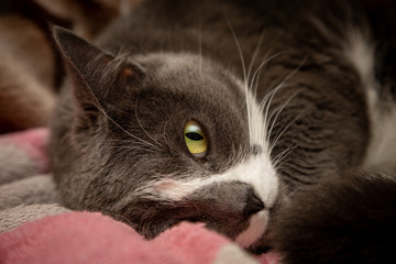 Portrait of a gray cat close up