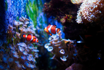 Underwater view of coral and fish, Clownfish orange color small fish