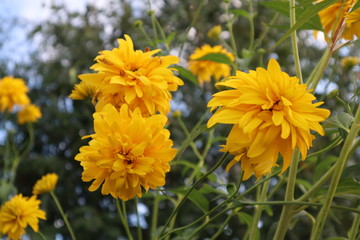 yellow flowers in the garden