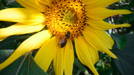 Honey bee covered with pollen collecting nectar  from yellow sunflower close up view. Macro footage of bee covered with pollen pollinating sunflower