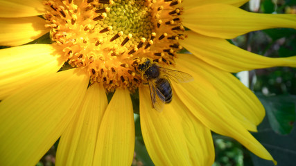 Honey bee covered with pollen collecting nectar  from yellow sunflower close up view. Macro footage of bee covered with pollen pollinating sunflower
