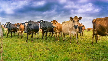 Naklejka na ściany i meble Herd of cows grazing in farmland
