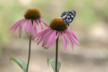 Beautiful butterfly Melanargy Galatea  on echinacea flowers on a summer day in the garden
