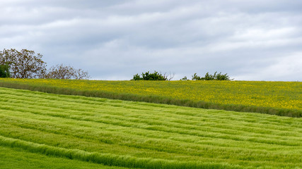 green field and blue sky with clouds