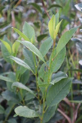 Fototapeta premium green branch of garden cherry