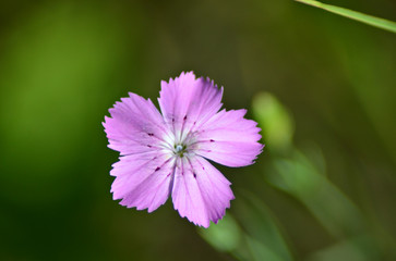 pink meadow flower on blurred green grass background, close-up