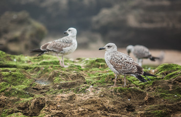 red footed booby