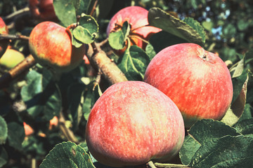 Shiny delicious apples hanging from a tree branch in an apple orchard