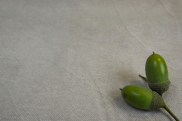 two green young acorns on a gray linen fabric texture