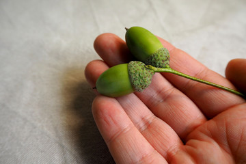 two young green acorns in hand close on a gray background