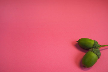 green acorn on the bottom right on a pink background . young fruits of the oak tree