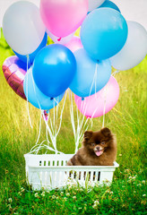 Pomeranian Spitz sitting in a basket with balloons. Beautiful portrait of Spitz with balloons.