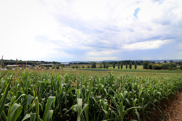 Corn crop field in the UK