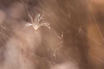 Dandelion seed in spider web