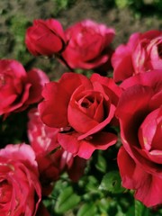 red roses in a garden