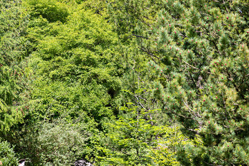 Ausschnitt aus einem Wald