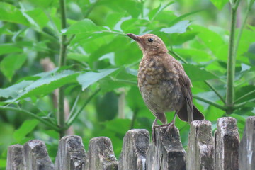 Beautiful close-up picture of a female blackbird sitting on a fence with leafs background.