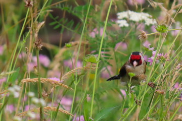 Beautiful colorful european goldfinch (carduelis carduelis) looking at a flower