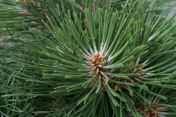 Naklejka na ściany i meble fluffy fresh pine branch with fresh green needles
