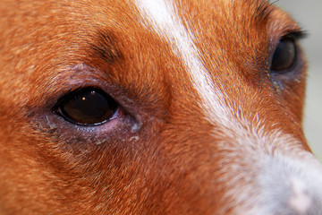 Veterinarian check on the eyes of a dog dachshund. conjunctivitis eyes of dog. Medical and Health care of pet concept.